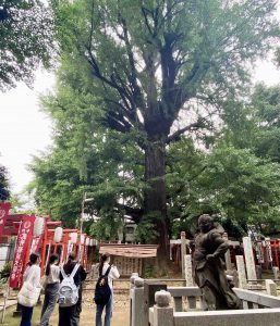（大公孫樹写真）